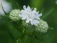 �}�E���e���~���g