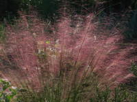 ���[�����x���M�A�E�J�s�����X