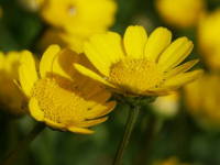 �����`�R�[��