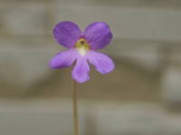 ���V�g���X�~��