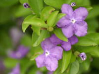 �j�I�C�o���}�c��