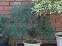 �i���q���q�C���M�i���e��