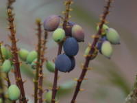 �i���q���q�C���M�i���e��