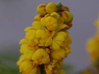 �i���q���q�C���M�i���e��