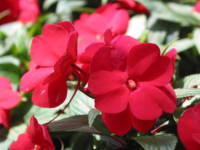 �j���[�M�j�A�E�C���p�`�F���X