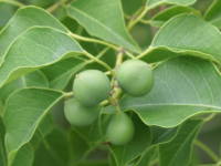 �i���L���n�[