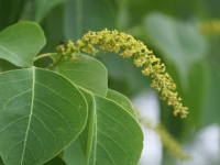 �i���L���n�[