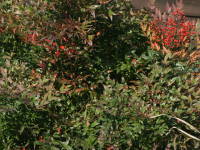 �i���e��