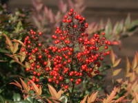 �i���e��