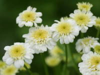 �i�c�V���M�N