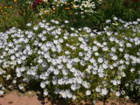 �l���t�B��