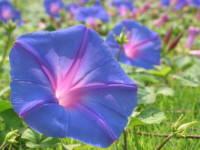 �m�A�T�K�I