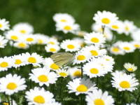 �m�[�X�|�[��