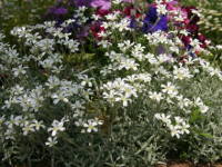 �Z���X�`�E��