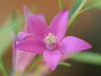 �T�U���N���X