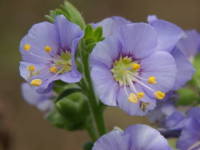 �Z�C���E�n�i�V�m�u