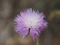 �X�C�[�g�T���^��