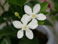 �Z�C�������C�e�B�A