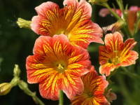 �T���s�O���V�X