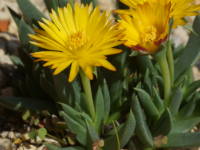 �T���W�\�E