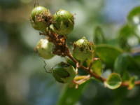 �T���X�x��