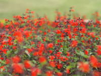 �T���r�A�E�R�N�V�l�A