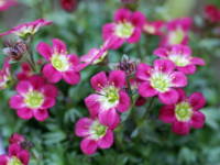 �Z�C���E�N���}�O�T