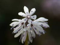 �V���E�W���E�o�J�}