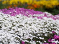 �V�o�U�N��