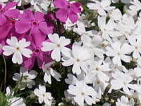 �V�o�U�N��