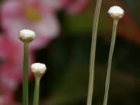 �V���^�}�z�V�N�T