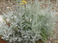 �V���^�G�M�N