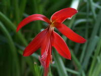 �X�v���P���A�E�t�H�����V�b�V�}