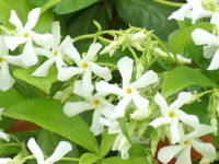 �X�^�[�W���X�~��