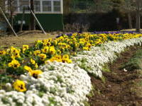 �X�C�[�g�A���b�T��