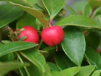 �`�F�b�J�[�x���[