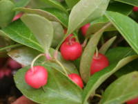 �`�F�b�J�[�x���[