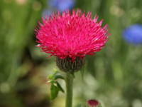 �h�C�c�A�U�~