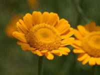 �_�C���[�Y�J���~�[��