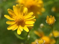 �_�[���x���O�f�[�W�[