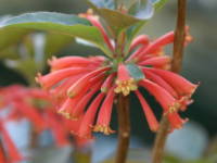 �f���}�g�{�g���X�E�T�E���_�[�V�[