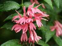 �f�B�A���e���E�m�h�T