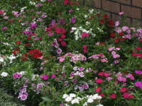 �_�C�A���T�X