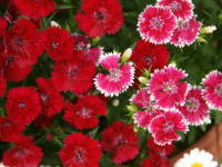 �_�C�A���T�X