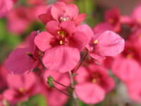 �f�B�A�X�L�A