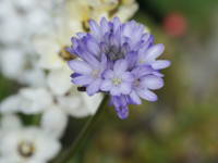 �f�B�P���X�e���}