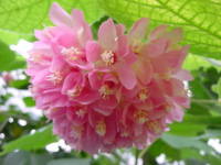 �h���x�A�E�����b�L�[