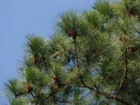 �e�[�_�}�c