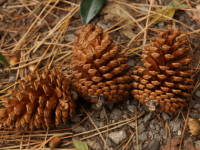 �e�[�_�}�c