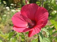 �^�C�^���r�J�X